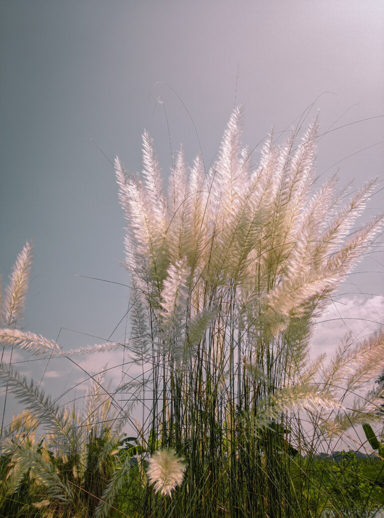 Pampas Grass